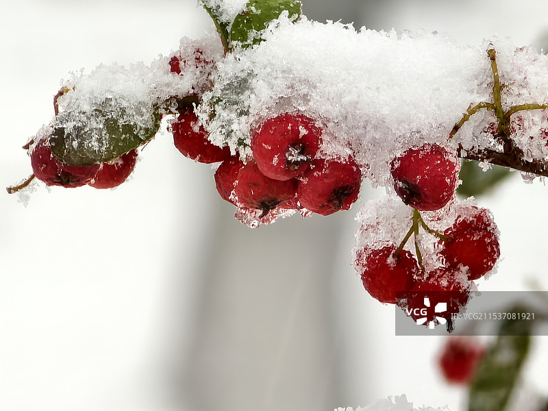 雪与火棘——拍摄于峨眉山脉之二峨山图片素材