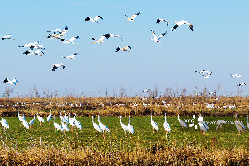 东营黄河口白鹤图片素材