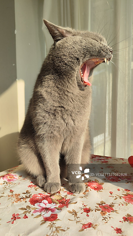 打哈欠的猫图片素材