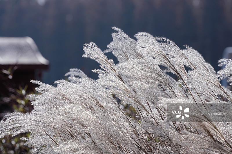 上海西沙明珠湖公园芦苇荡的冬日荻花图片素材
