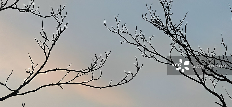 向上生长的枯枝图片素材