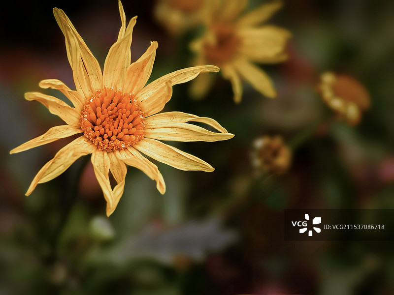 路边的野菊花图片素材