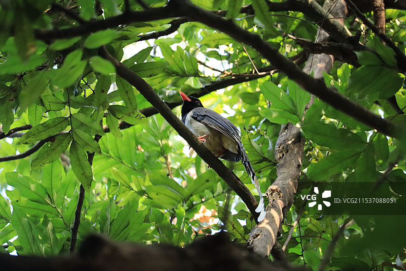 鸟栖息在树枝上的低角度视图图片素材