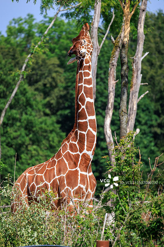 长颈鹿图片素材