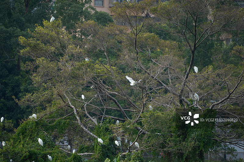 深圳洪湖公园自由飞翔的白鹭图片素材
