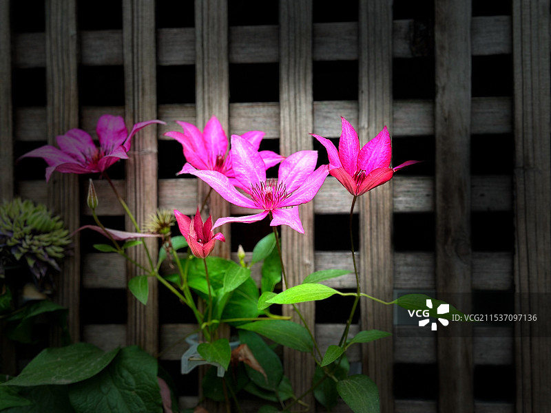 铁线莲图片素材