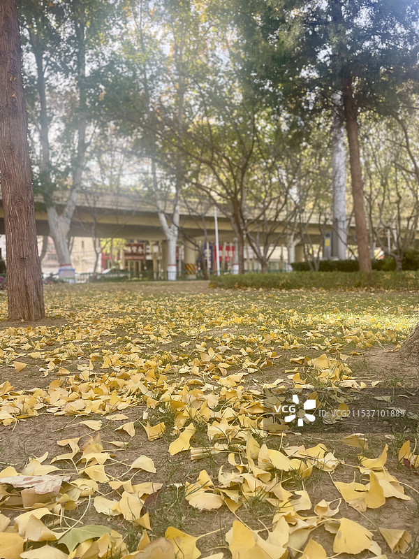 深秋时节图片素材