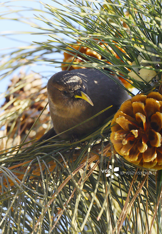 山噪鹛图片素材