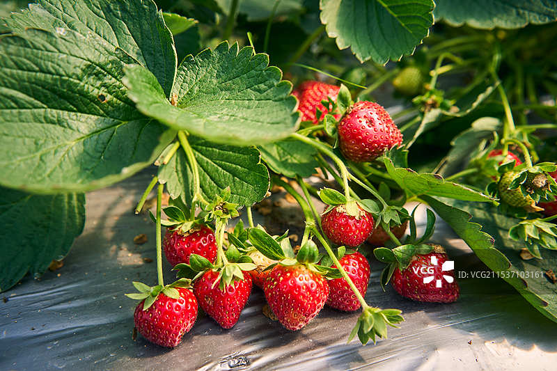 草莓图片素材