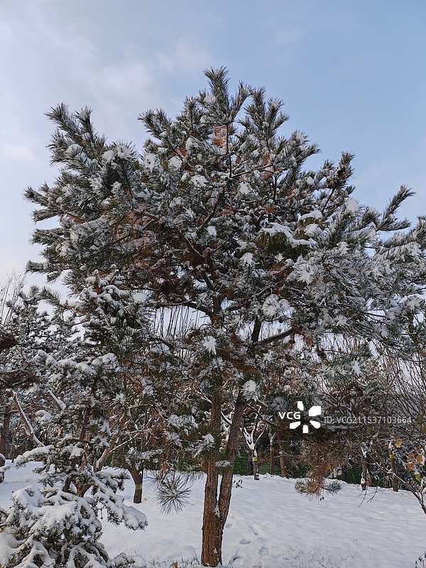 冬天大雪过后路边的树枝头有厚厚的积雪图片素材