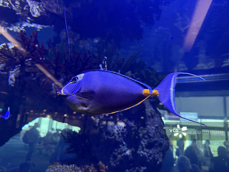 热带鱼图片素材