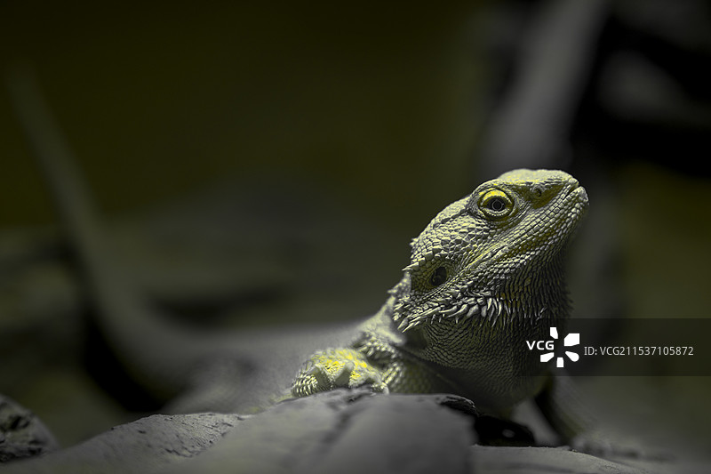 岩石上蜥蜴的特写镜头图片素材