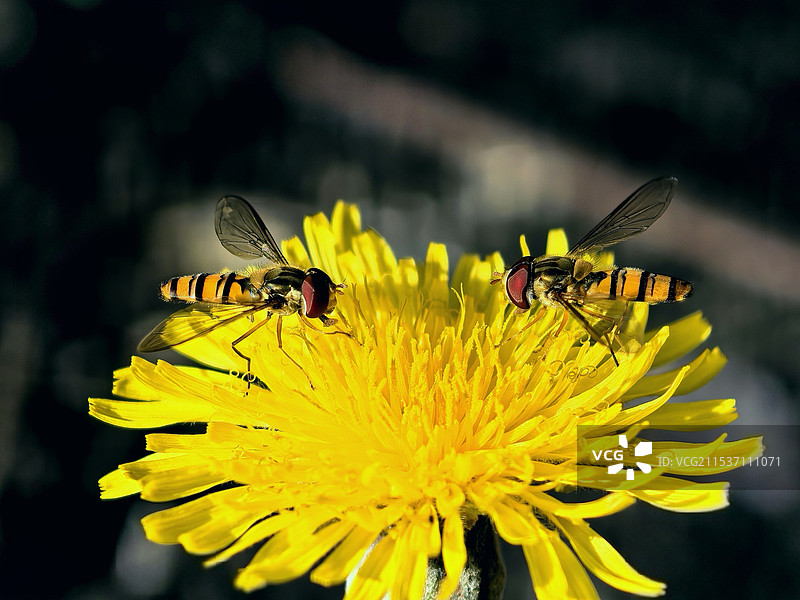 蜜蜂在黄花上的特写镜头图片素材