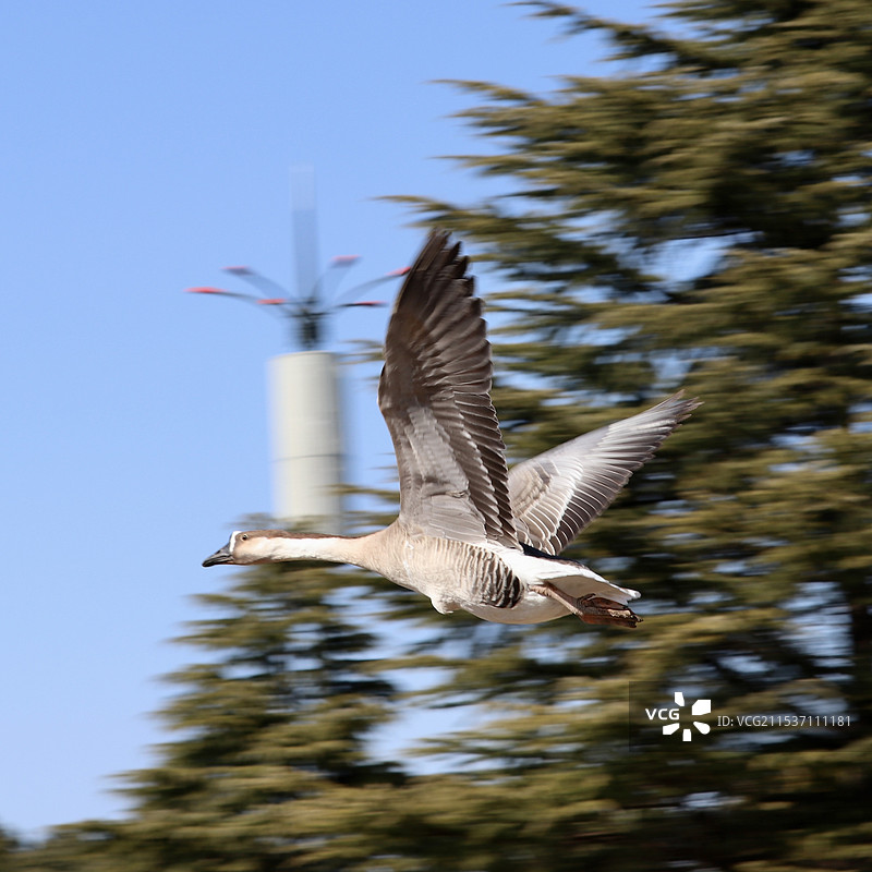 飞翔的大雁图片素材