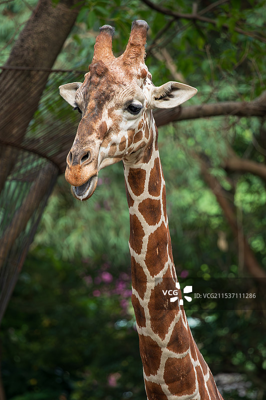 广州动物园图片素材