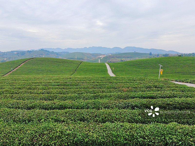 湘西凤凰茶山图片素材