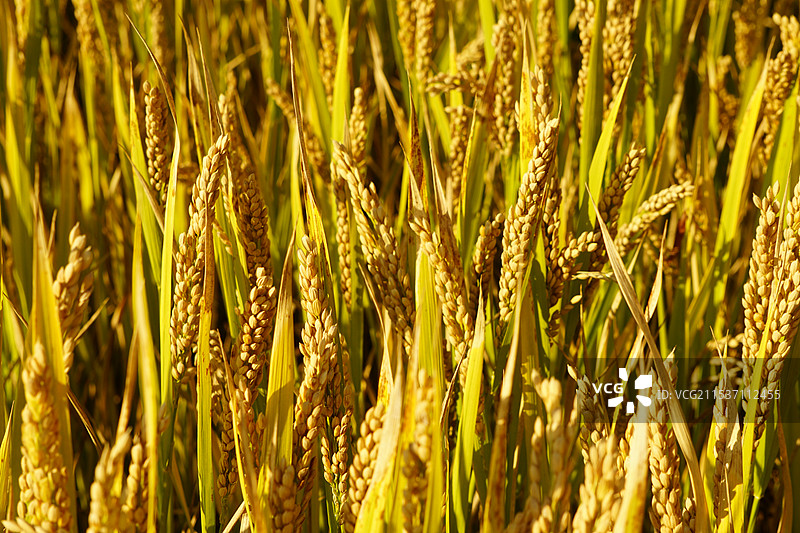 麦子图片素材