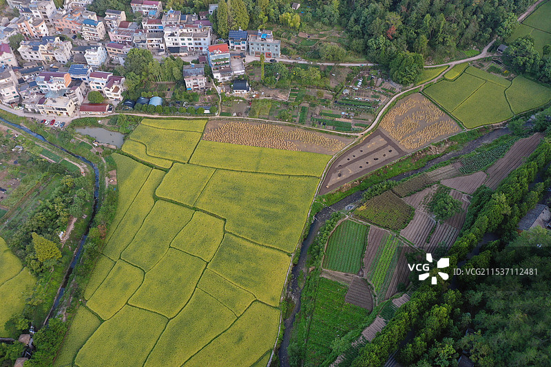 航拍水稻梯田和小路图片素材
