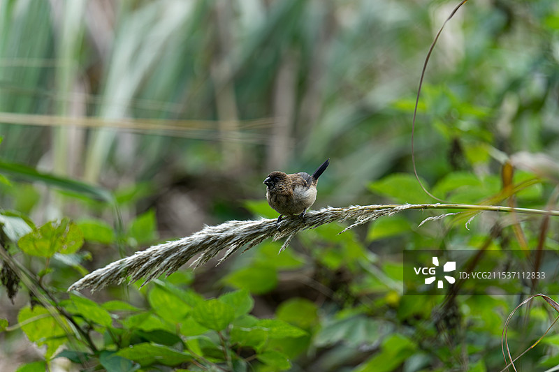 秋天的胖鸟儿们图片素材