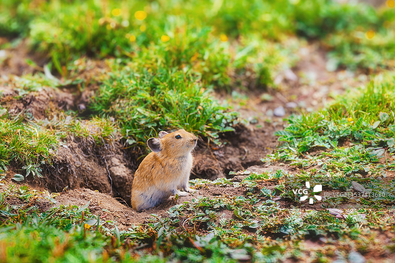 青海的鼠兔图片素材