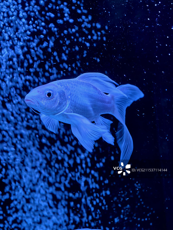 鱼在海里游泳的特写镜头图片素材