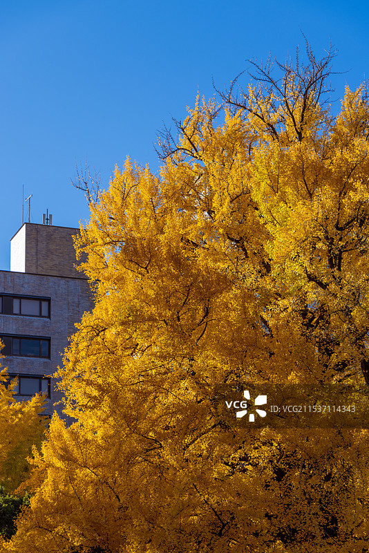 日本东京大学的银杏（3图片素材