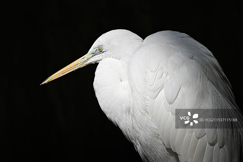 黑色背景下的苍鹭特写镜头图片素材