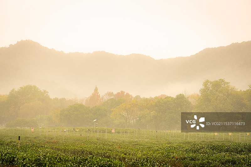 龙井晨雾图片素材