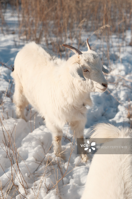 雪地里的小山羊图片素材