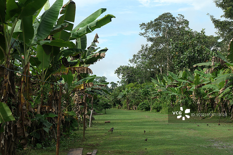 亚马逊雨林部落图片素材
