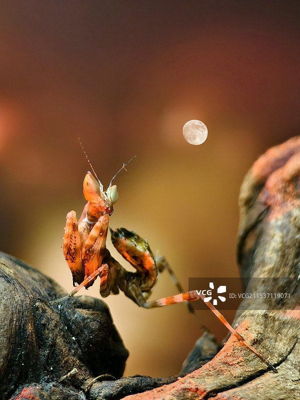 螳螂望月图片素材
