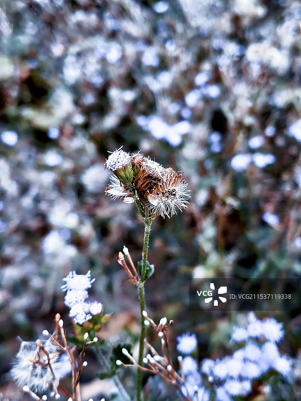 叶子和野花图片素材
