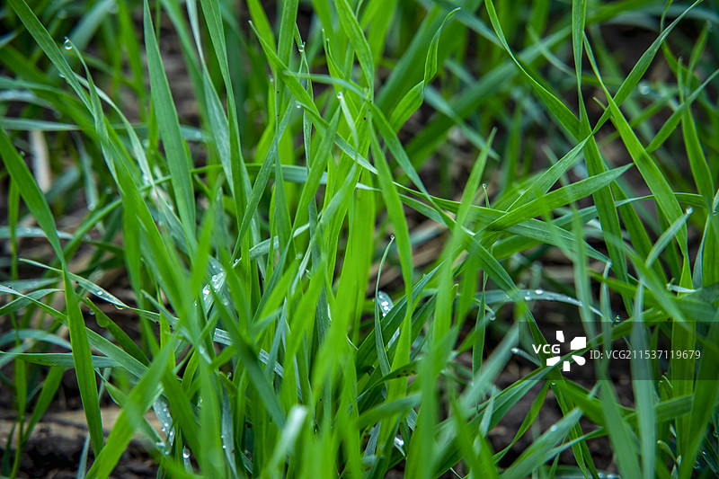 小麦苗图片素材