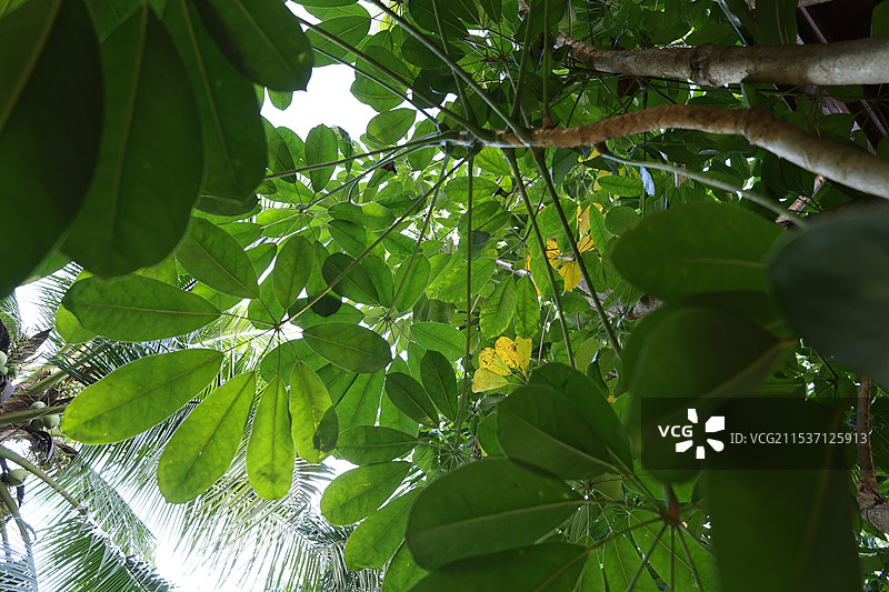 海南省三亚市亚龙湾火车站，热带雨林，热带植物图片素材