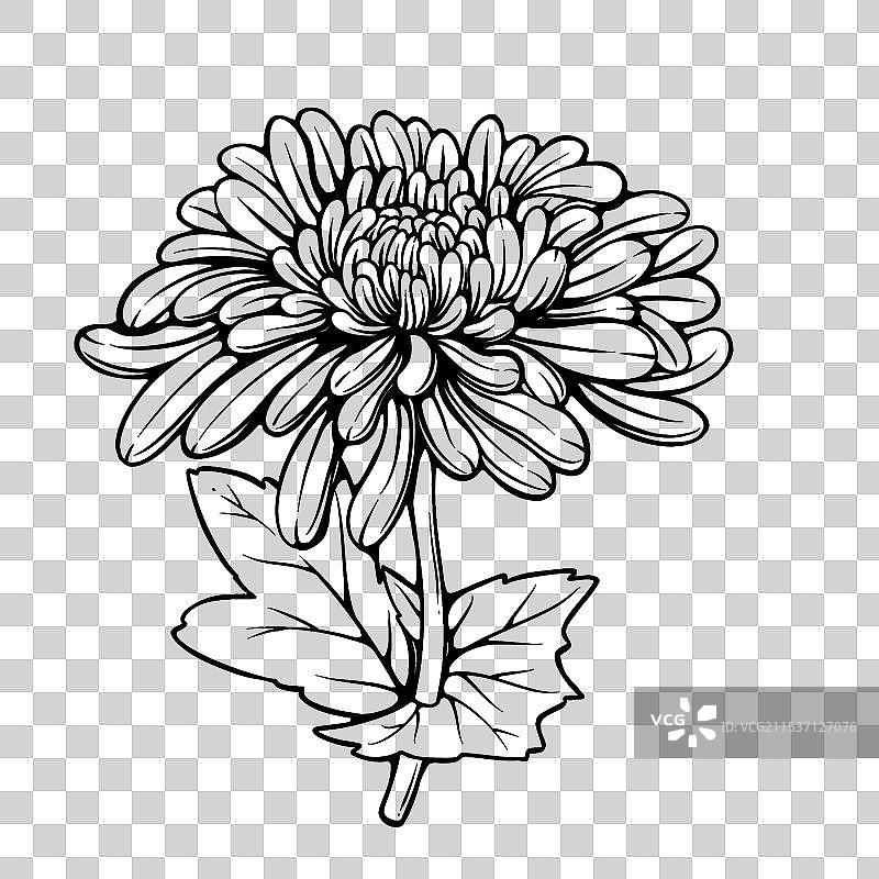 菊花白描图片素材