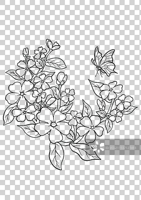 长春花图片素材