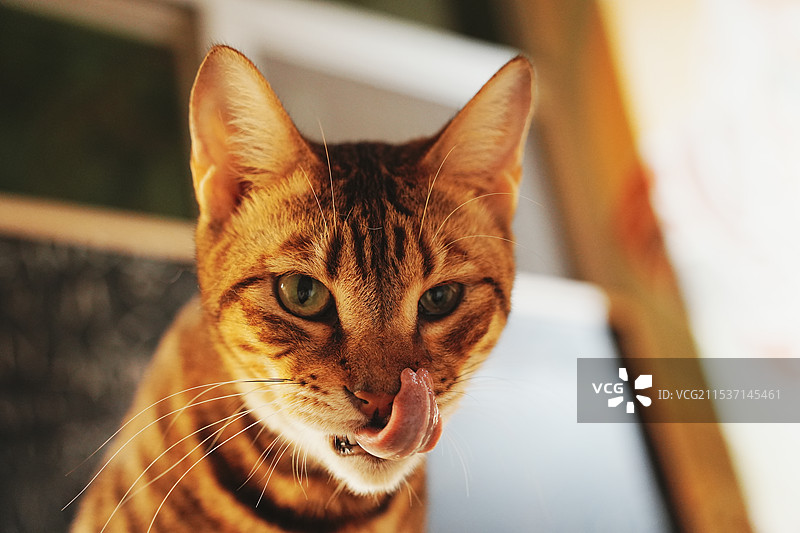 可爱的小精灵图片素材