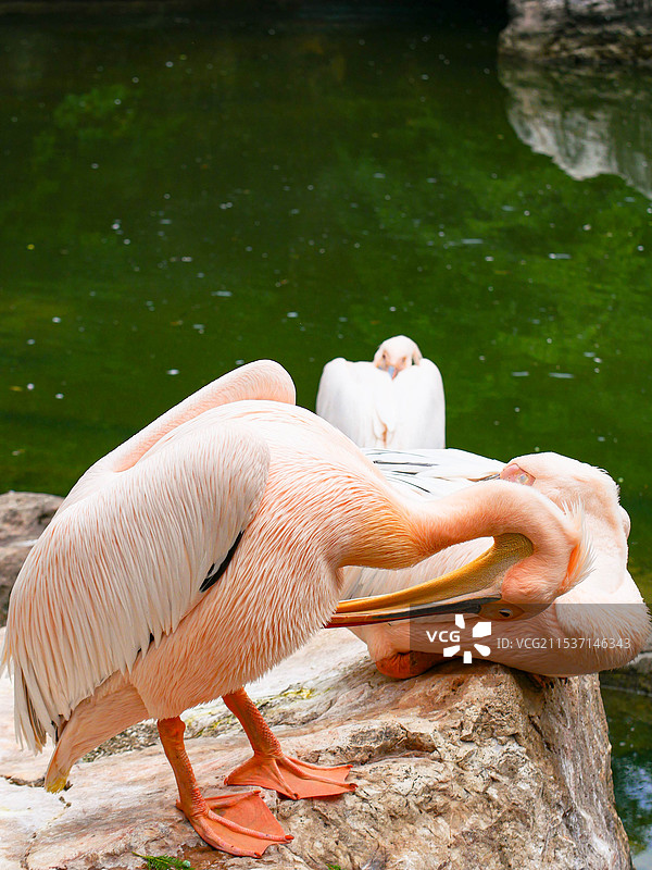 昆明圆通山动物园火烈鸟图片素材