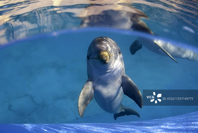 海豚哺乳动物鱼类图片素材