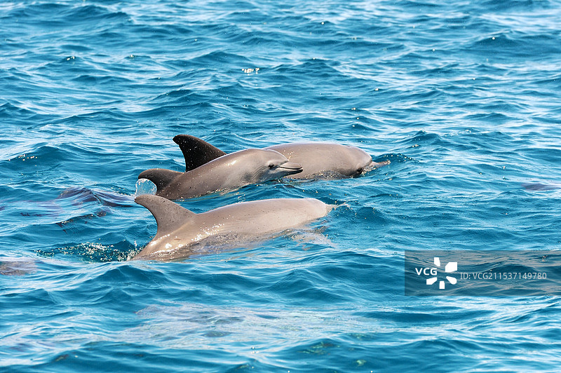 海豚哺乳动物鱼类图片素材
