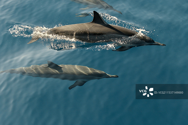 海豚哺乳动物鱼类图片素材