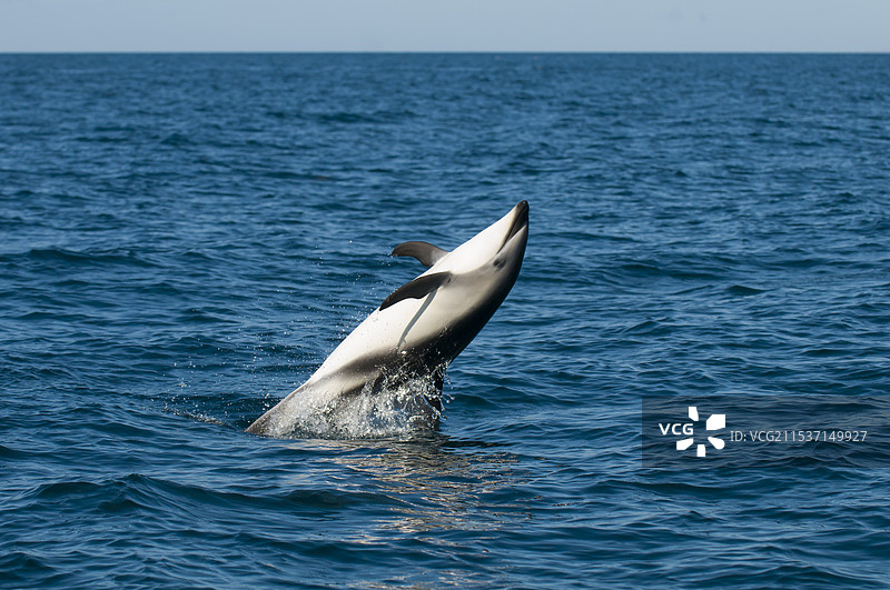 海豚哺乳动物鱼类图片素材