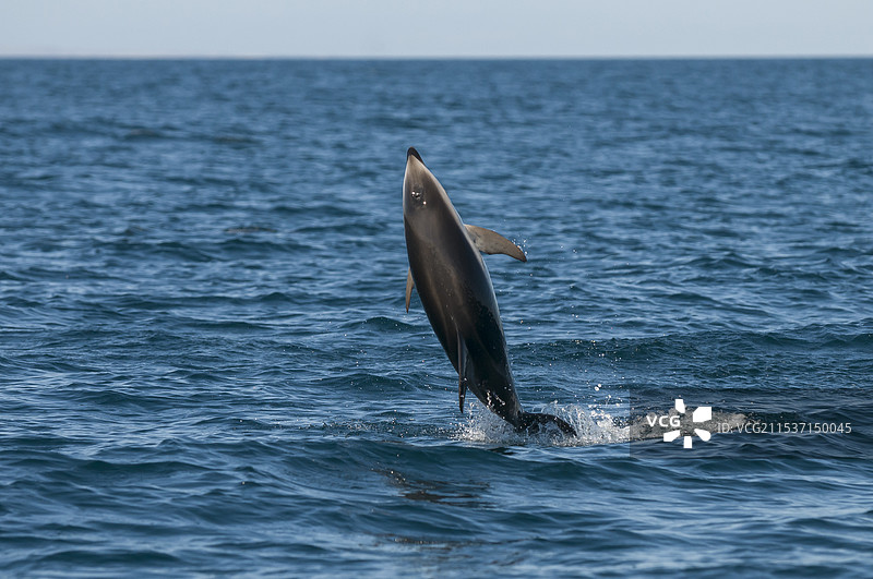 海豚哺乳动物鱼类图片素材