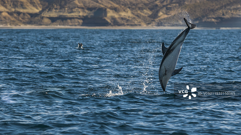 海豚哺乳动物鱼类图片素材
