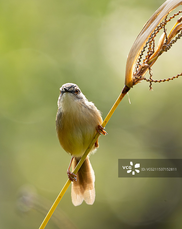 公园里可爱的小鸟图片素材