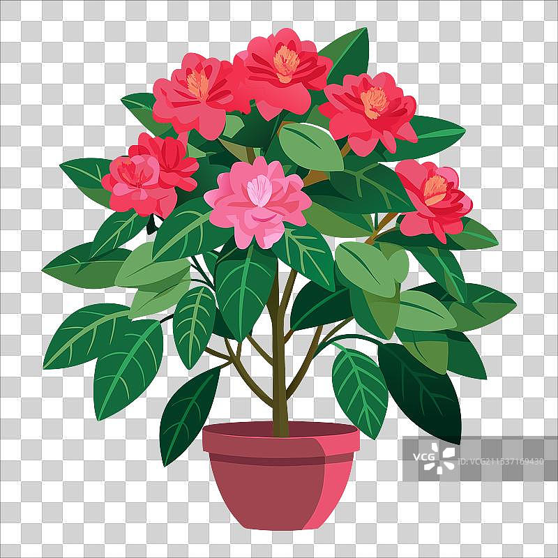 鲜艳的粉色杜鹃花簇图片素材