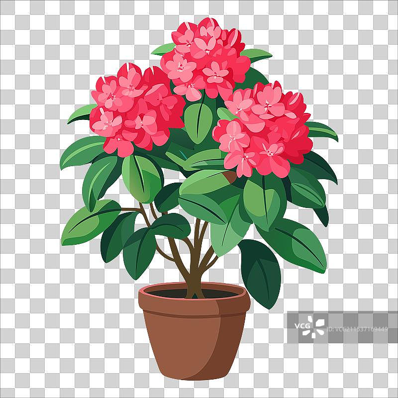 鲜艳的粉色杜鹃花簇图片素材