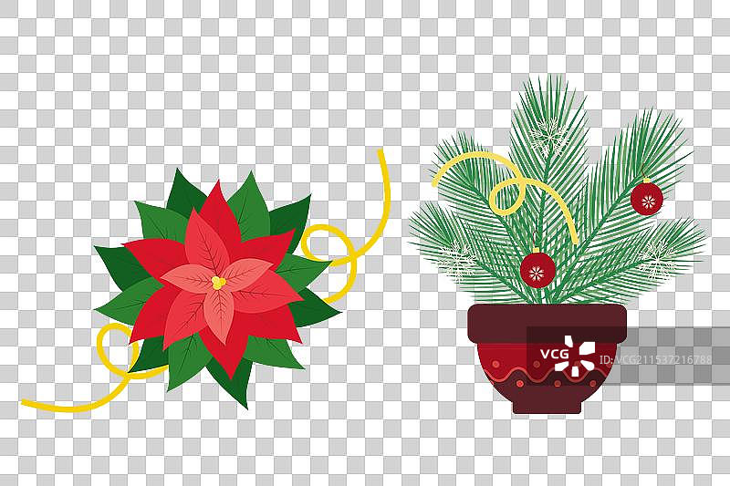 花盆中的一枝一叶红色圣诞花和松枝图片素材