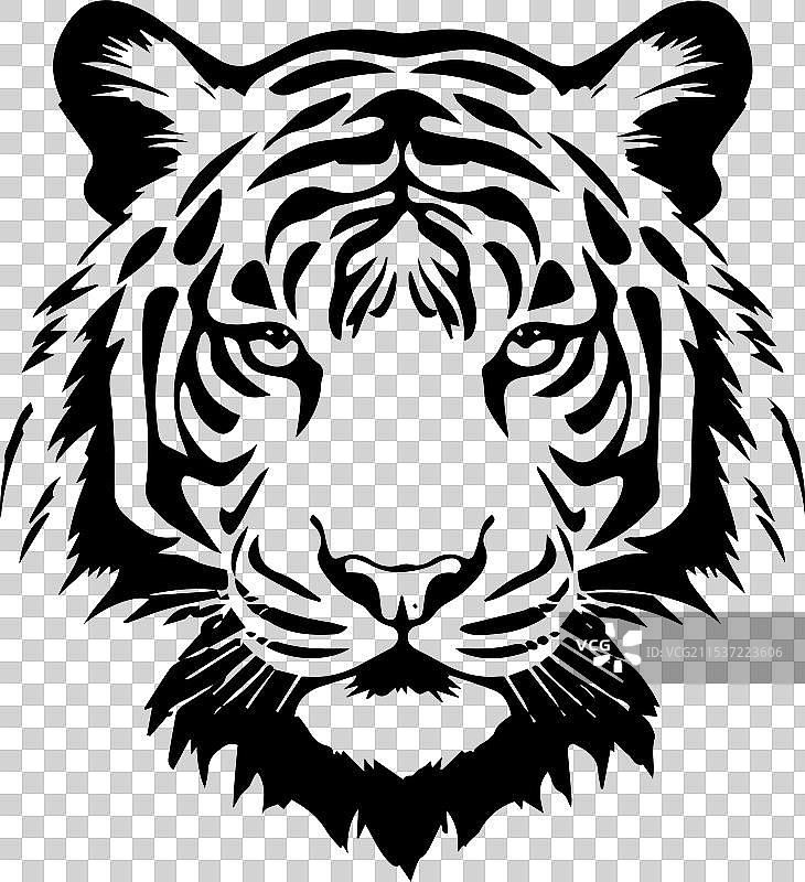 探索老虎的力量与美丽图片素材