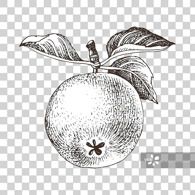 手绘苹果树枝图片素材